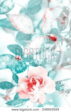 Ladybug And Beautiful Pink Roses And Blue Leaves In Snow And Frost In A Winter Park. Christmas Artis