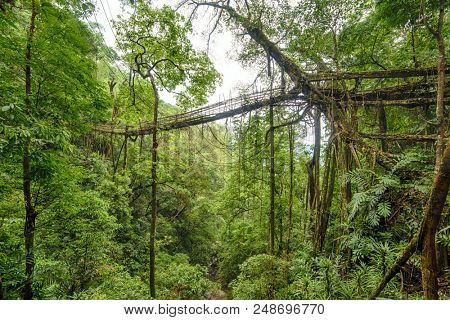 Living roots bridge in Meghalaya, India. This bridge is formed by training tree roots over years to knit together.
