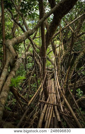 Suspension living roots bridge near Nongriat village, Cherrapunjee, Meghalaya, India. This bridge is formed by training tree roots over years to knit together.