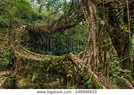Living roots bridge near Nongriat village, Cherrapunjee, Meghalaya, India. This bridge is formed by training tree roots over years to knit together.