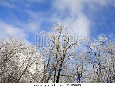 Frysta Treeline