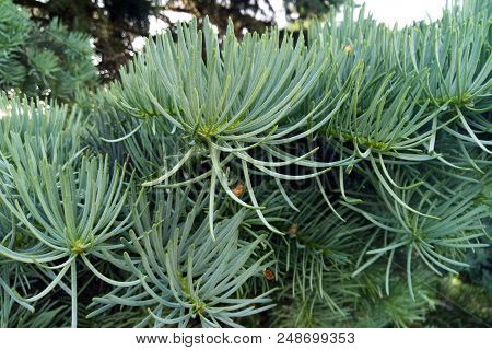 Close Up Needles Of Pine Growing From The Branches. Green Spruce Branch With Long Needles.