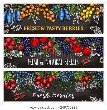 Berry Harvest Sketch Banners. Vector Wild And Farm Berries Of Honeysuckle, Sea Buckthorn Fruits Or J