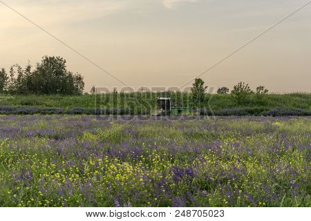 Pastoral Landscape With A Flowering Meadow And A Machine For Cleaning Livestock Feed In The Backgrou