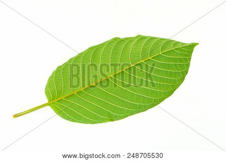 Mitragynina Speciosa Or Kratom Leaf Plant Isolated On White