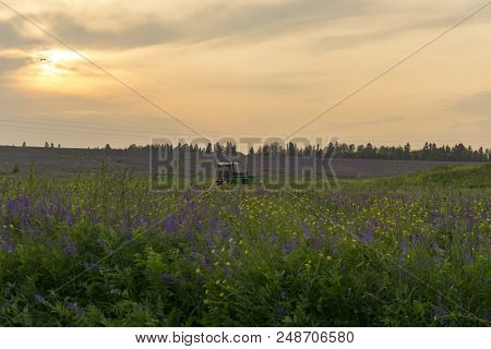 Evening Landscape With Fields Of Blossoming Alfalfa, Stormy Sky And Working Harvesting Agricultural 