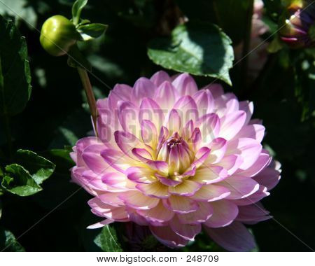 紫色的小花