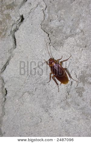 Hamamböceği beton duvar