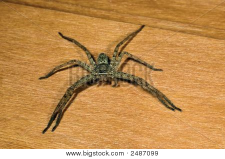 The Big Spider On A Board