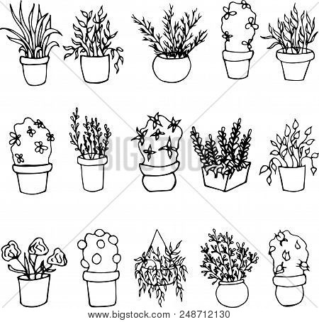 Hand Drawn Plants Growing In Pots.home Decoration.vector Illustration.