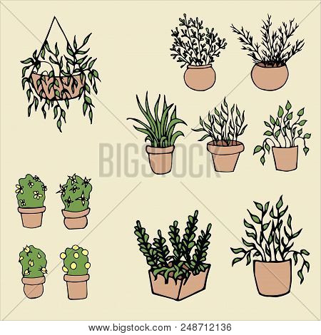 Set Of Decorative House Plants, Hand Drawn Illustration