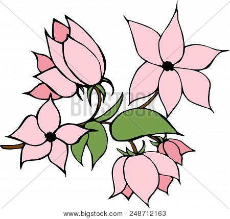 Pink Flower On White Background. Hand Drawn Illustration