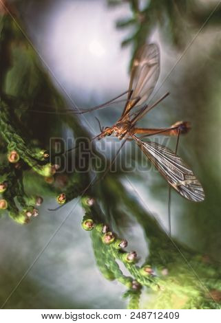 Insect On Thuja - Beatiful Macro Photography