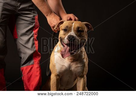 Head And Mouth Portrait Close Up Of Huge Dog American Pit Bull Terrier Breed, Tongue Out