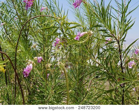 Desert Willow Or Chilopsis Linearis In  Blossom