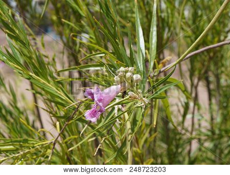 Desert Willow Or Chilopsis Linearis In  Blossom