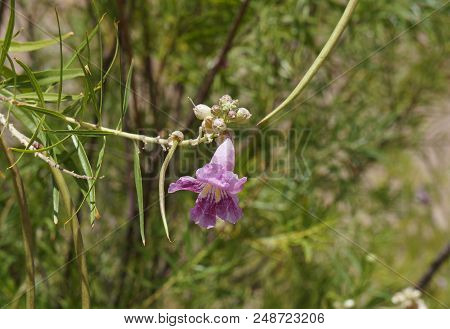 Desert Willow Or Chilopsis Linearis In  Blossom