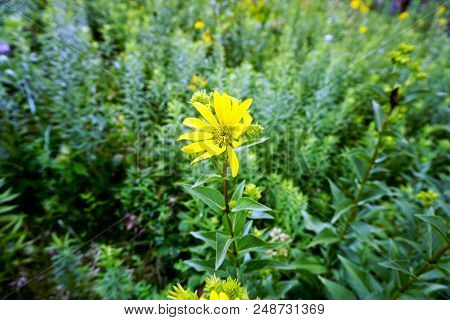 A Prairie Rosinweed Flower (silphium Integrifolium), Also Known As The Whole-leaf Rosinweed And The 