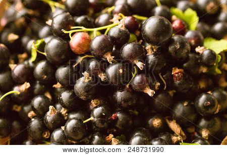 Black Currant. Background Of Berries. Fresh Organic Currant From A Rural Garden. Organic Currant Ber