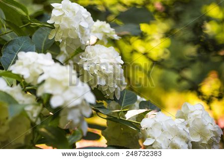 Blooming White Annabelle Hydrangea Arborescens (commonly Known As Smooth Hydrangea, Wild Hydrangea, 