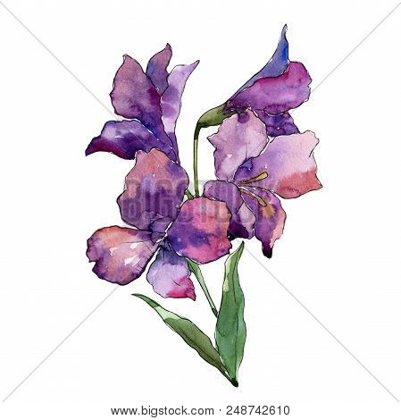 Wildflower Purple Alstroemeria Flower In A Watercolor Style Isolated. Full Name Of The Plant: Alstro