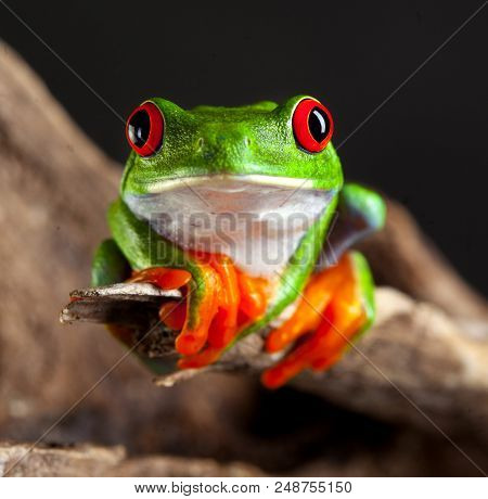 Red Eye Frog In Studio With Dark Background