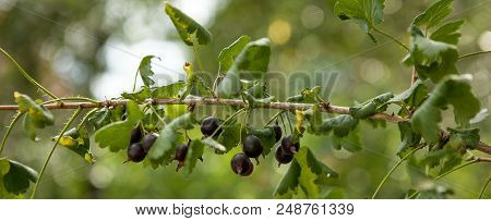 Branch Of Black Currant In A Garden.