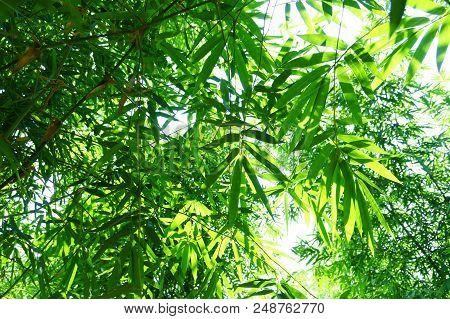 Close Up Bamboo Leaves Green Planted In The Garden,bambusa Beecheyana Munro Beechey Bamboo, Silkball