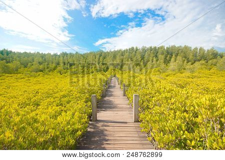 Tung Prong Thong - Mangrove Forest Boardwalk At Pak Nam Krasae, Klaeng District, Rayong, Thailand
