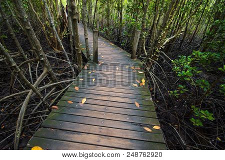 Tung Prong Thong - Mangrove Forest Boardwalk At Pak Nam Krasae, Klaeng District, Rayong, Thailand