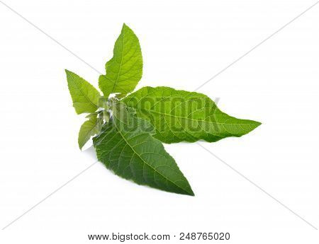 Nan Fui Chao Herbal Leaves On White Background