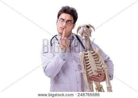 Doctor with dog skeleton isolated on white background