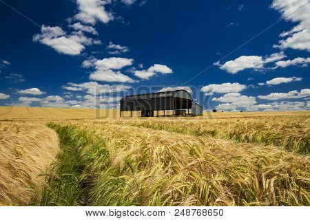 After A Long Hot Dry Spring The Wheat In A Dorset Field Ripens To A Golden Brown Contrasted Against 