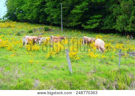 Typical cows in French Auvergne