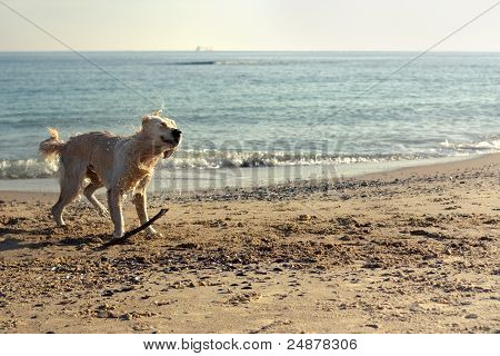 Golden Retriever