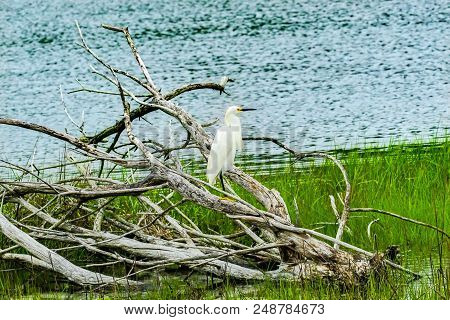 Great White Egret Ardea Alba Padnaram Green Grass Salt Water Marsh Dartmouth Masschusetts