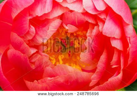 Pink Petals Peony Flower Paeonia Perrenial Abstract