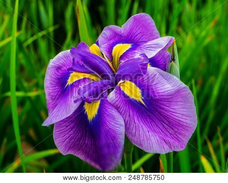 Purple Yellow Large Japanese Iris Iris Ensata Green Leaves Close Up