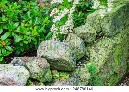 Green Mossy Old Stone Wall White Flowers New England Padnaram Dartmouth Massachusetts. Stone Walls W