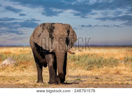 African Elephant In Botswana Safari Wildlife