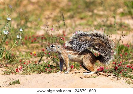 South African Ground Squirrel In Flowering Desert Kalahari