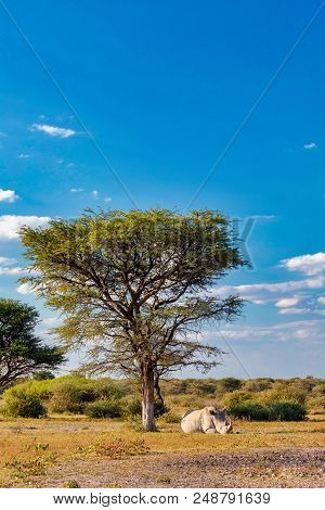 Resting White Rhinoceros Under Acacia Tree In Khama Rhino Sanctuary Reservation, Botswana Safari Wil