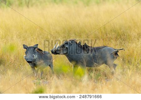 Warthog In Botswana Safari Wildlife