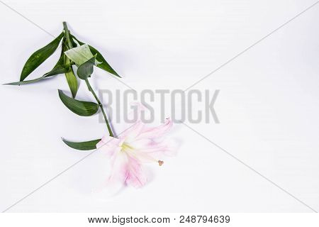 A White Lily On A Wwhite Background
