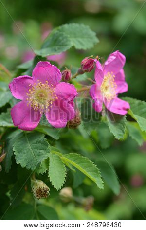 Pink Alpine Rose Flower - Latin Name - Rosa Pendulina
