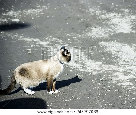 Pictured In The Photo Beautiful Siamese Cat On The Road