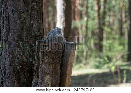 Salt For Wild Animals In Forrest With Blurred Background