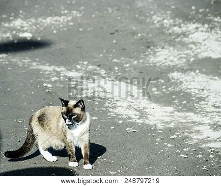 Pictured In The Photo Beautiful Siamese Cat On The Road
