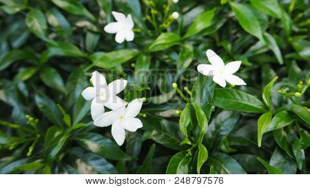 Gerdenia Crape Jasmine Close Up. It Is Tree And White Flower.