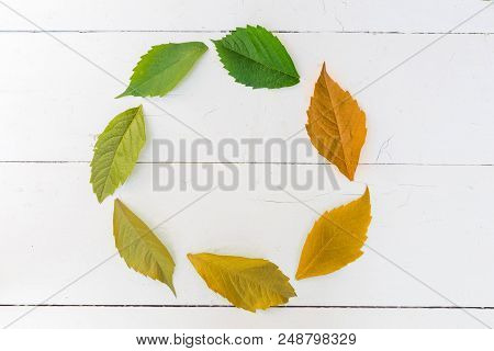 The Concept Of Seasons And Aging, A Change Of Generations. Green And Yellow Leaves On A Circle On A 